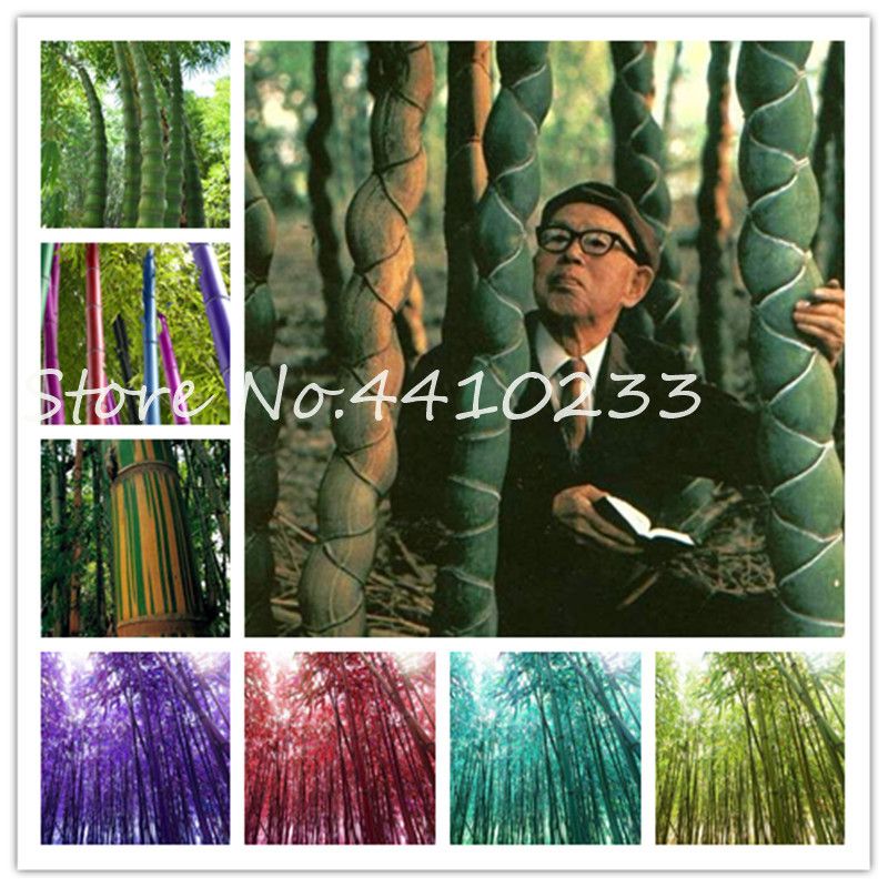 2020 Seeds Colorful Bonsai Bamboo Moso Gaint Bamboo Tree Outdoor Plant For Home Garden Decoration Potted Plant Factory Wholesale From Ymhqw1 2 14 Dhgate Com