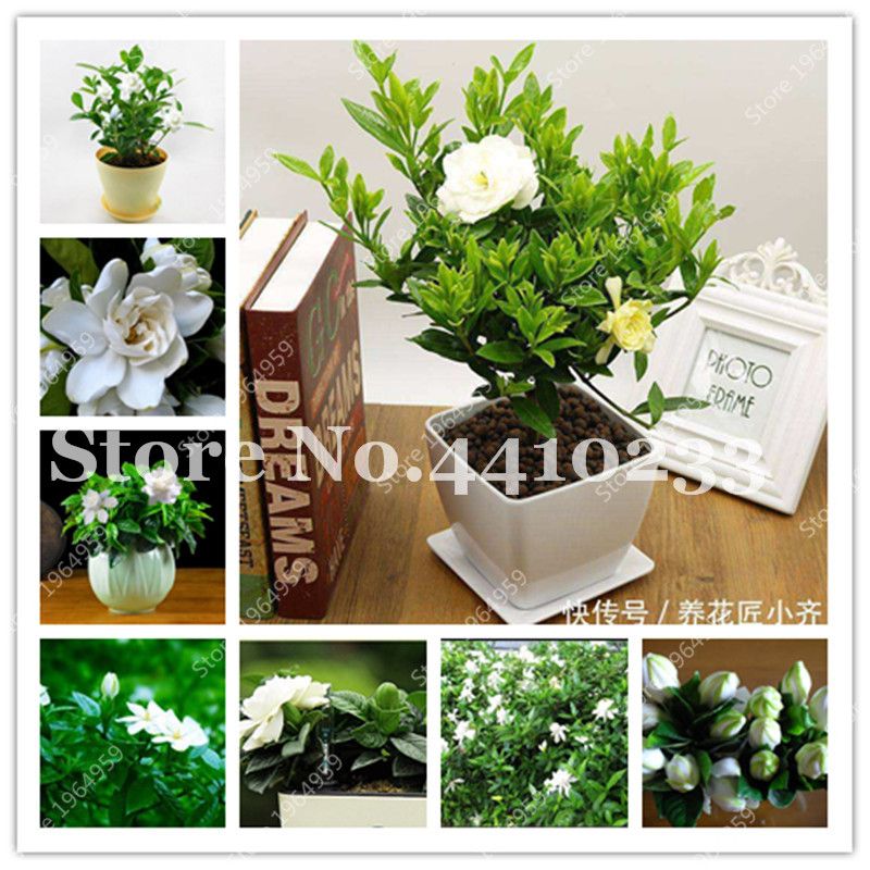 100 Pcs Bonsai Gardenia Jasminoides Flores Ao Ar Livre Flores Perfumadas  Branco Cape Jasmine Flore Flore