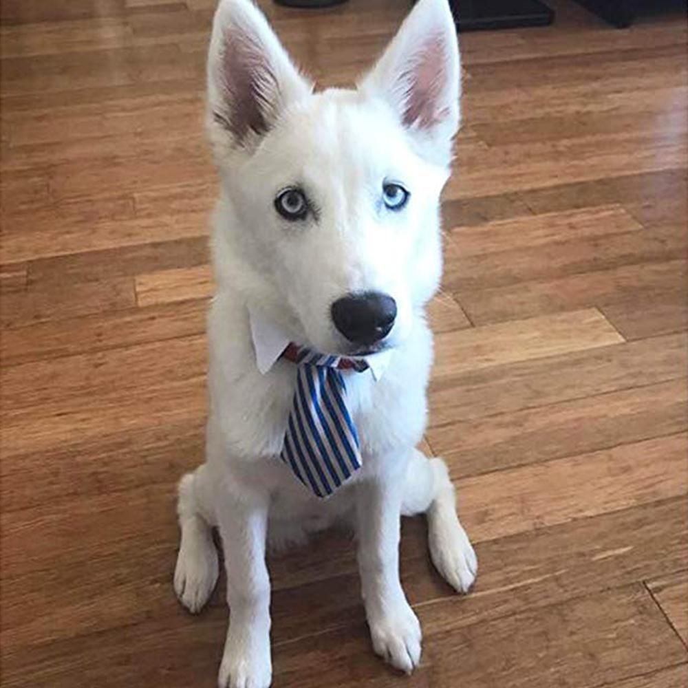 2021 Puppy Dog Cat Neck Ties Mixed Patterns Adjustable Dog Ties