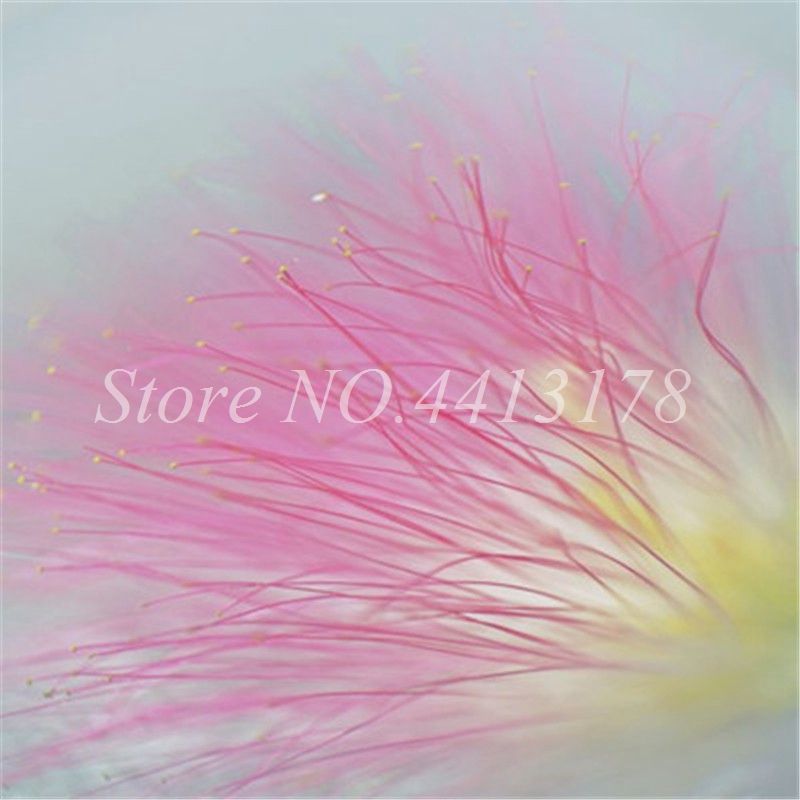 21 Bag Bonsai Plant Seeds Albizia Flower Outdoor Called Mimosa Silk Tree Rare Garden Potted Plants Rainbow Flowers Pot Diy Plant Gift From Ymhzdy 1 Dhgate Com