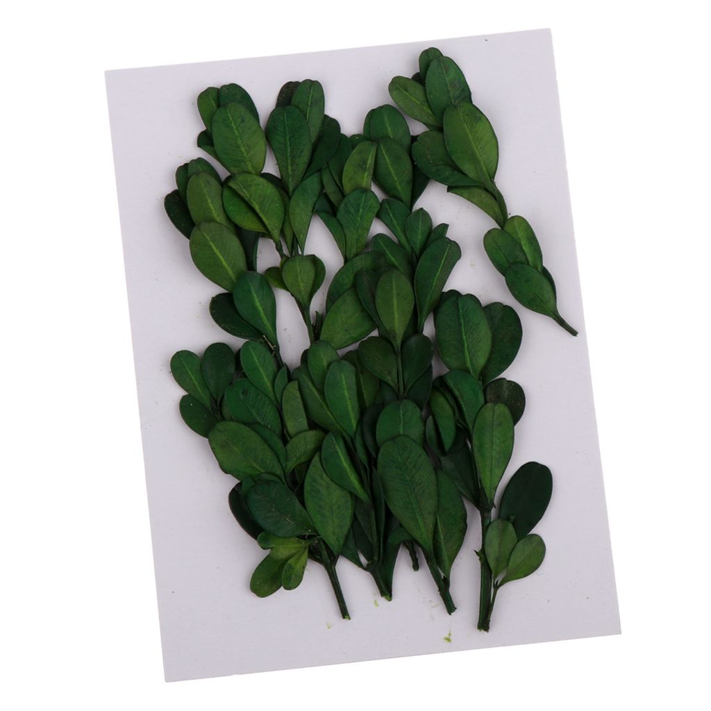 2020 Natural Press Fern Leaves Pressed Real Dried Flower Dry Leaves For Diy Art Crafts Bookmark Scrapbooking Card Making From Zeyuantrading 5 78 Dhgate Com