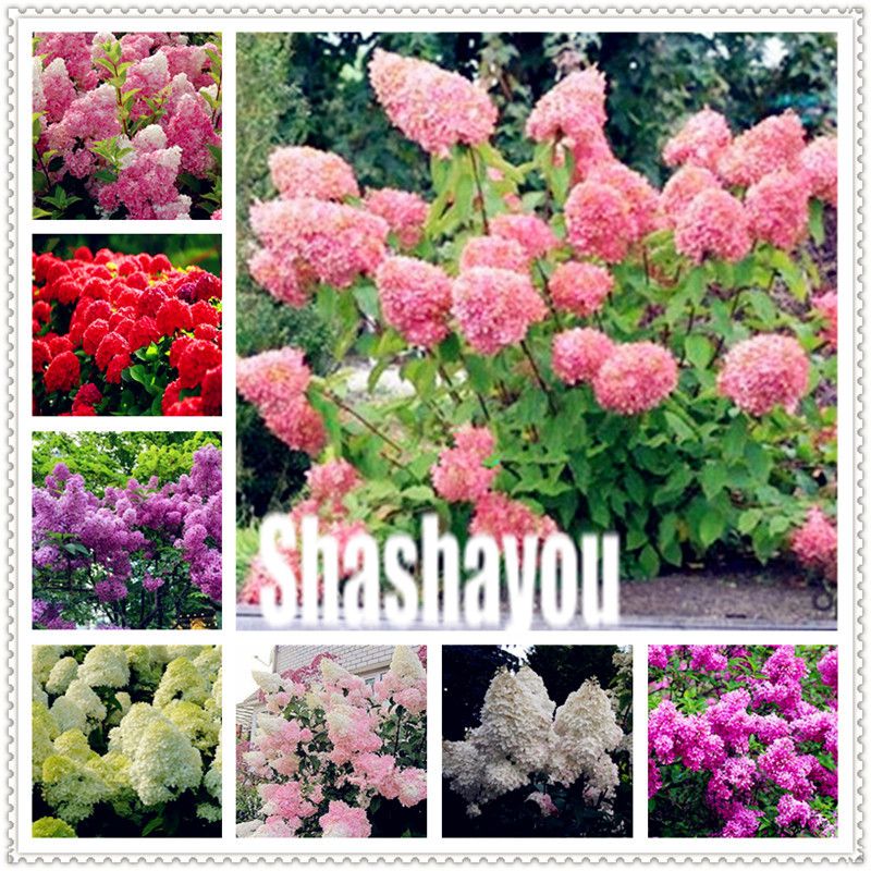 2020 Seeds Bonsai Plants Hydrangea Paniculata Vanilla Fraise Strawberry Hydrangea Bonsai Flower Climbing Plant For Home Garden From Ymhqw 1 66 Dhgate Com
