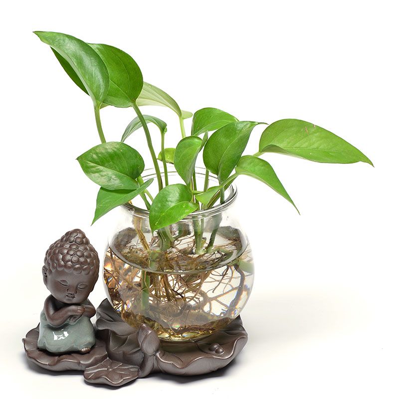 Green Flowers Plants Pots Vases Transparent Tabletop Glass Vase