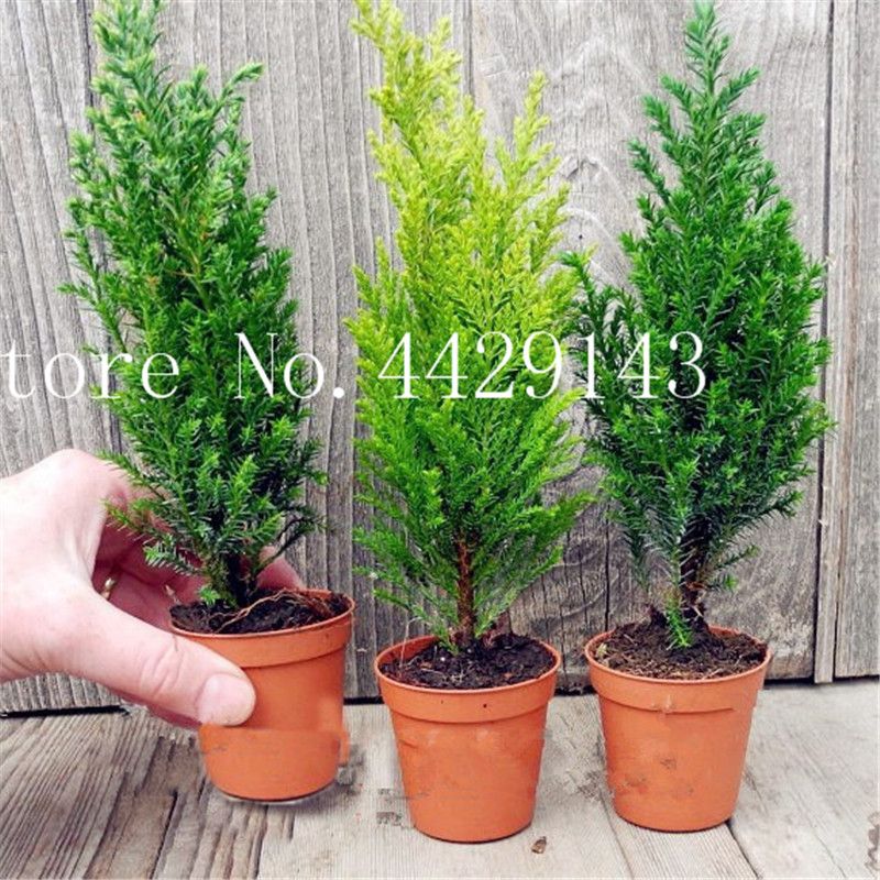 2021 Hotseeds Italian Cypress Cupressus Sempervirens Tree Bonsai Popular Hardy Bonsai Flower For Home Garden Planting From Ymhzdy 1 57 Dhgate Com