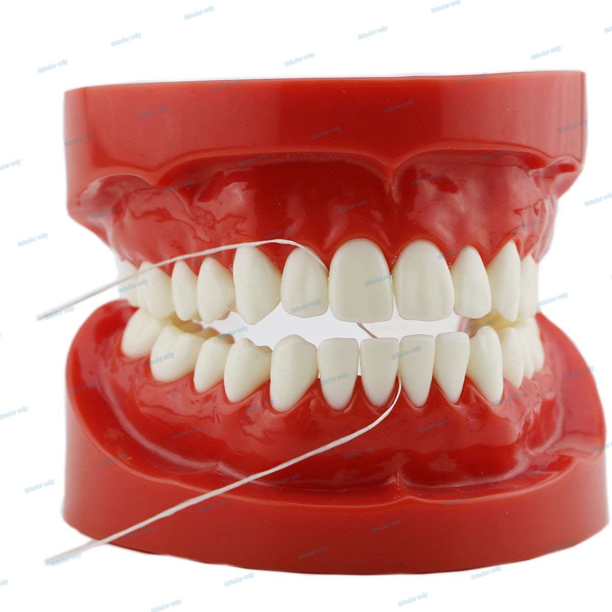 Acheter Modele Dentaire Standard Pour Le Blanchiment Des Dents Taille Humaine Pour Lenseignement Apprentissage Demonstration De 21 95 Du Grinderonly Dhgate Com