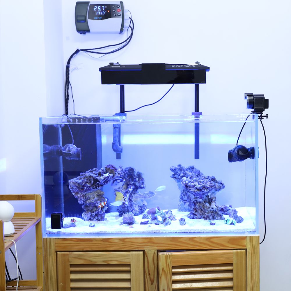 automatic feeder for turtle tank