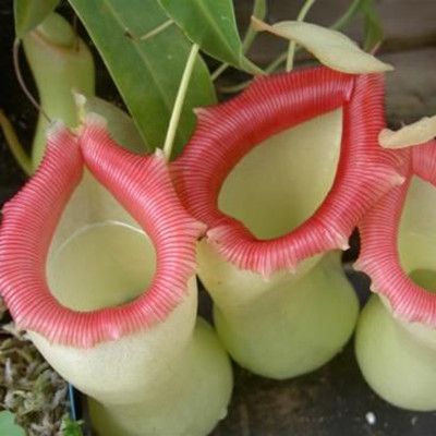 100 Seed Rare Nepenthes Flytrap Balcony Potted Bonsai Plant Plant Carnivorous TB 100 Seed Rare Nepenthes Flytrap Balcony Potted Bonsai Plant Plant Carnivorous TB