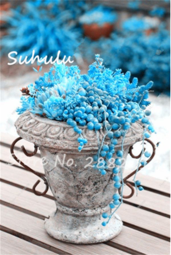 Climbing Blue Pearl Chlorophytum Bonsai Seeds Indoor Grass Pot Succulent Plants Anti Radiation Particles Office Desktop Flower Brand Best Quality And Cheapest Price Dhgate Com