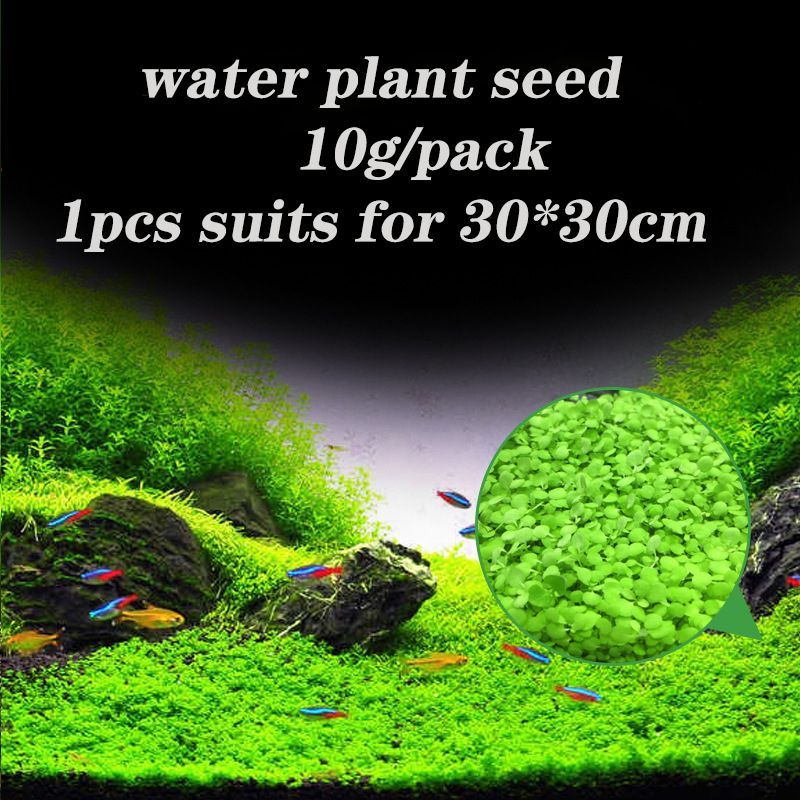 2019 Aquarium Grass Seeds Aquarium Carpet Plant Water Plant Seeds