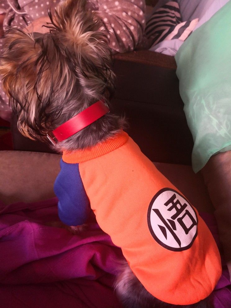 Perro pequeño Ropa para mascotas Dragon Ball Goku Suéter Camisetas Ropa de  abrigo Traje Ropa para perros Juego de perros Mascota para Chihuahua