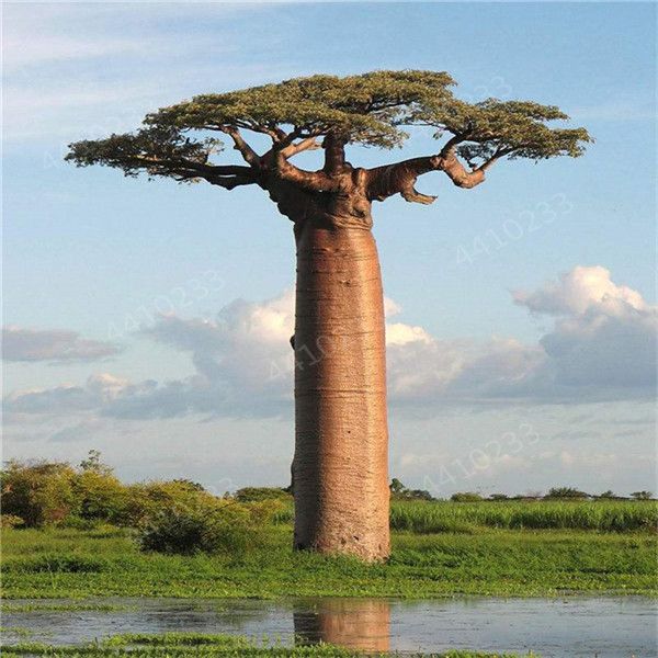 Wholesale Best Quality Brand Sale Seeds High Quality Baobab Bonsai Tree Rare Tropical Exotic Plant Garden Perennial Flower Pot Beautiful Huge Trunk Plants And Garden Decorations Dhgate Com