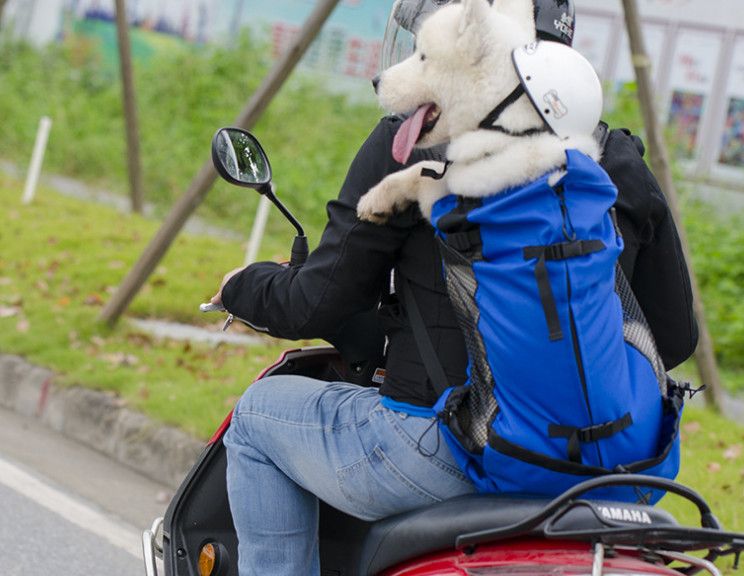 dog carrier backpack for big dogs
