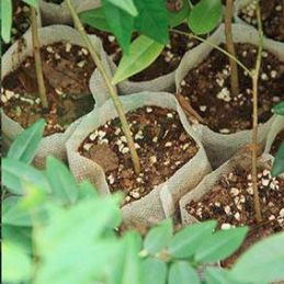 Grosshandel 2019 Hot Filz Pflanzen Vliesbeutel Garten Balkon Grune Blumen Kinderzimmer Gemuse Weiss Mini Aufbewahrungsbeutel Verschiedene Spezifikationen Erhaltlich Von Alicemummy 1 35 Auf De Dhgate Com Dhgate