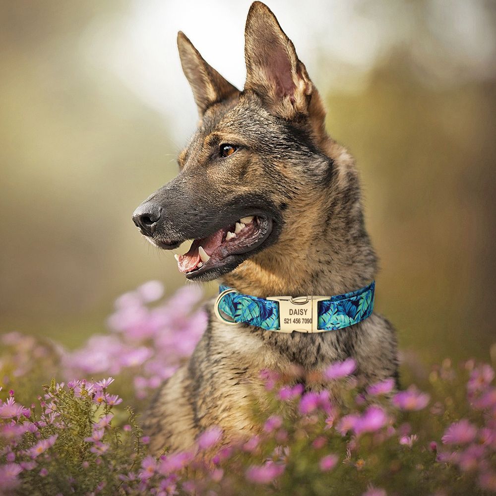 dog id collars personalized