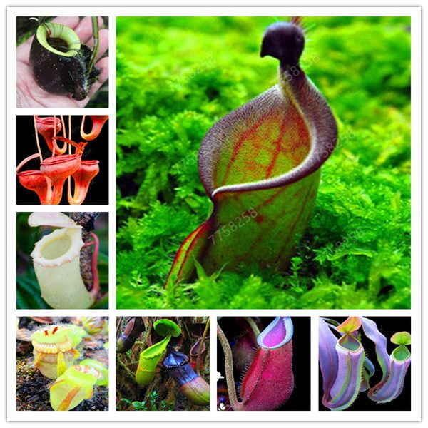 2020 Dionaea Muscipula Giant Clip Venus Flytrap Potted Insectivorous Plant Bonsai Flycatcher Bonsai Bonsai For Garden From Ymhqw1 1 16 Dhgate Com