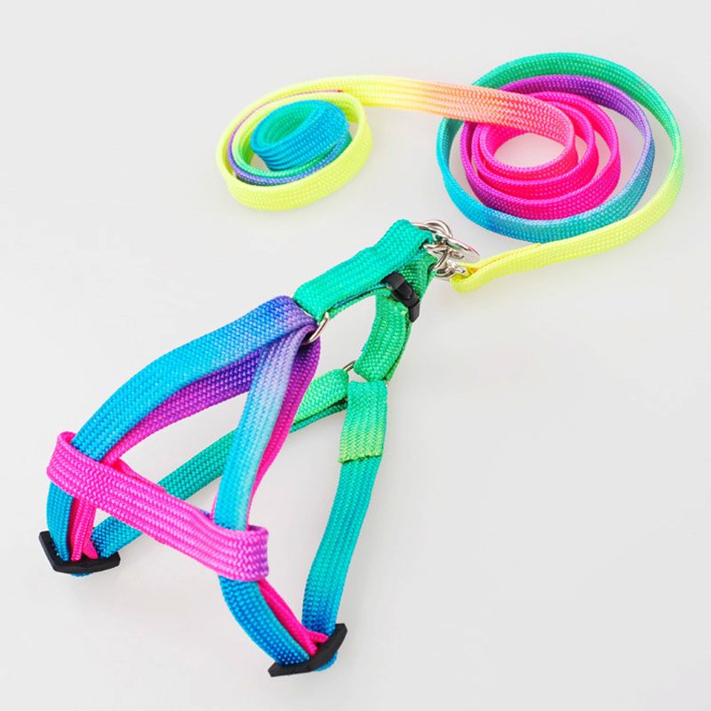 colorful dog leashes