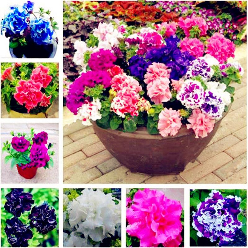Get 2020 Perennial Petunia Seeds Flowers Petunia Potted Outdoor Bonsai HD Wallpaper 2020 Perennial Petunia Seeds Flowers Petunia Potted Outdoor Bonsai For Free