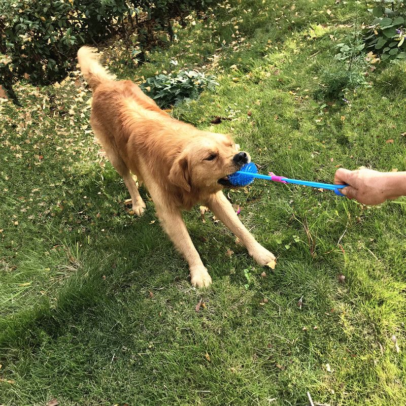 dog pull rope