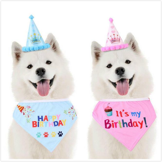 chihuahua birthday hat