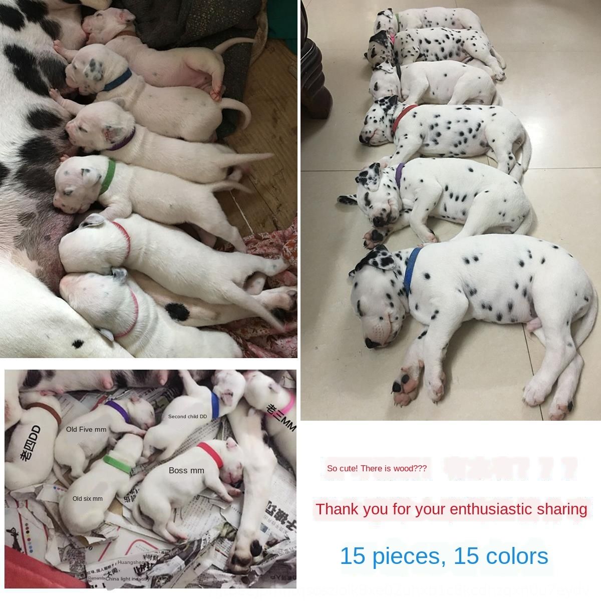 puppy identity collars