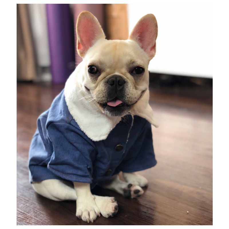 bulldog clothes brand