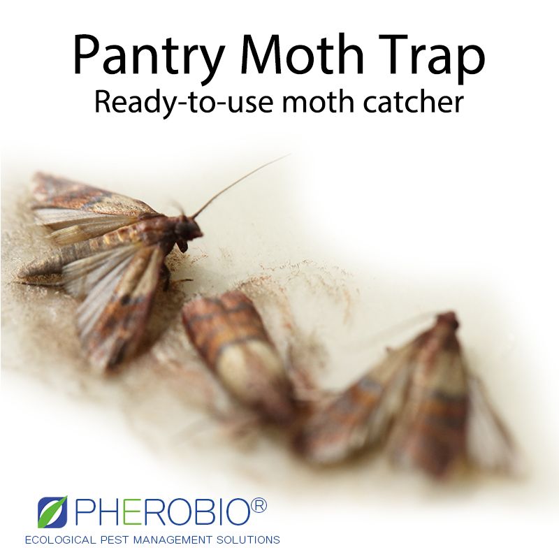 Amazingly Simple Ways To Kill Kitchen Moths Meal Moths,, 47 OFF
