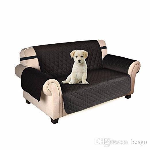 gray dog sofa