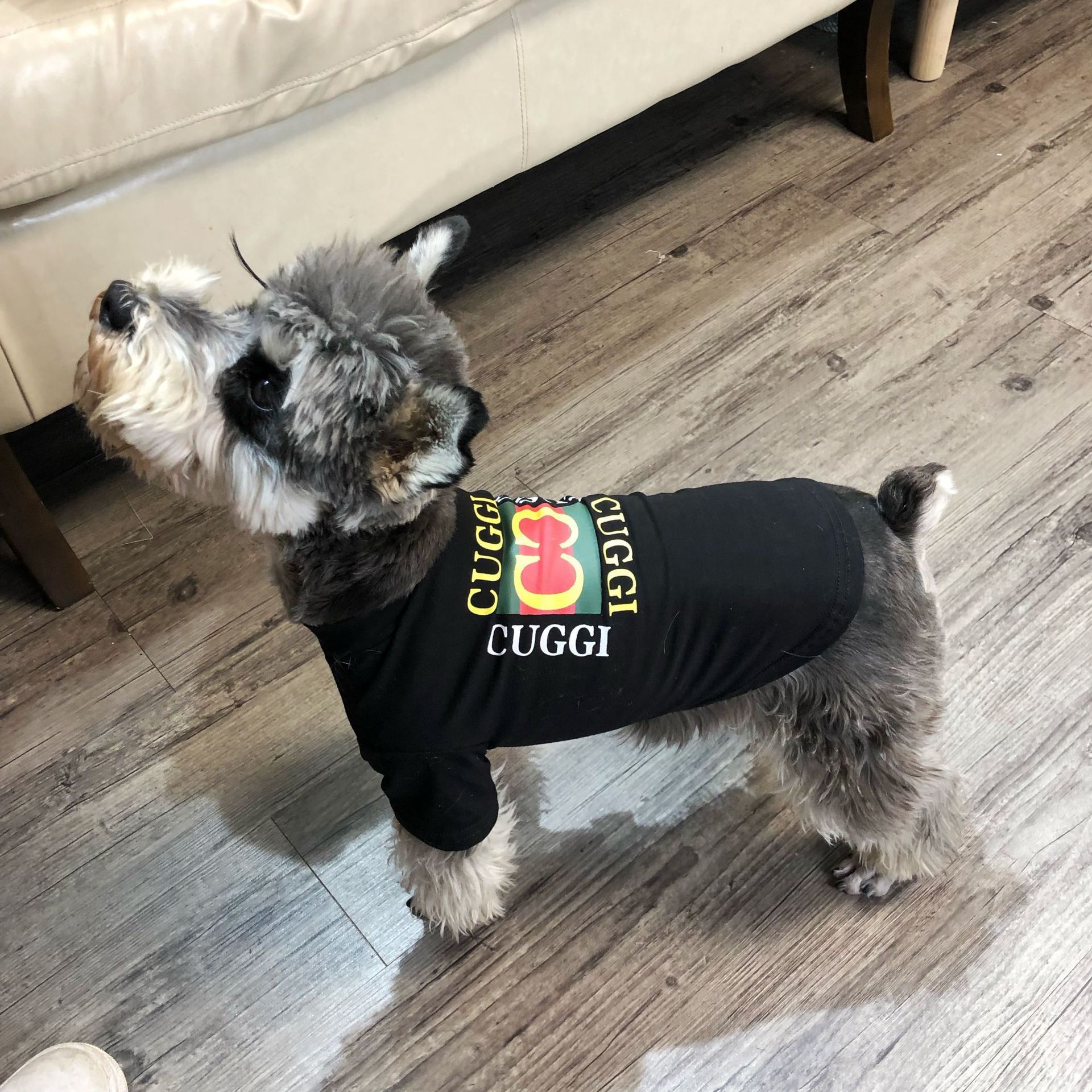 designer dog wear
