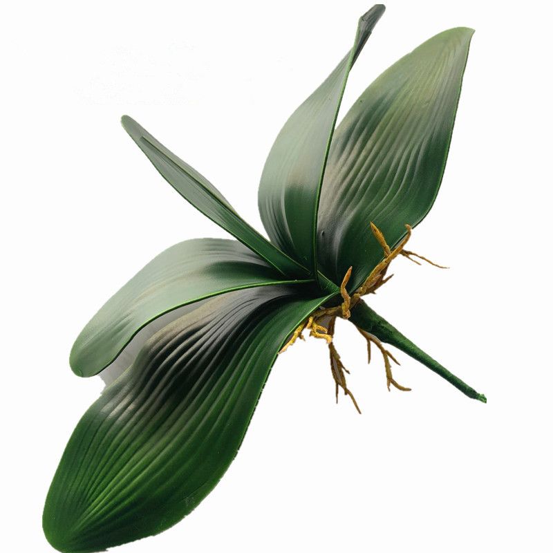 orkide yaprağı