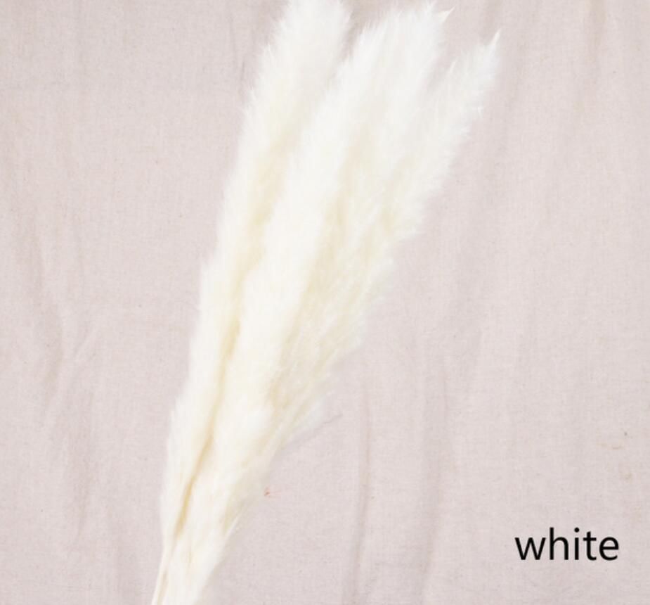 白い
