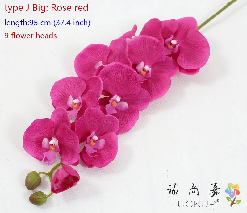 J Big Rose Red를 입력하십시오