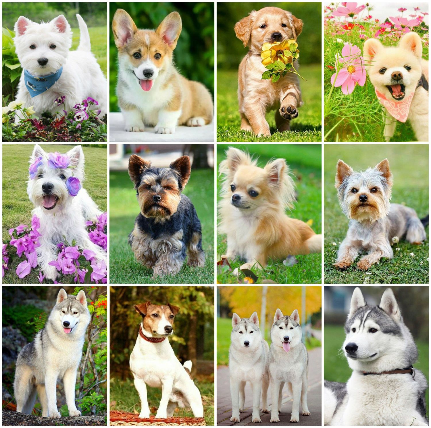 5D DIY Full Drill Diamond Painting Dog Cross Stitch Embroidery Mosaic Kit Decor