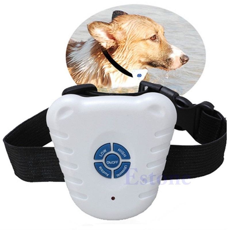 training dog with vibration collar