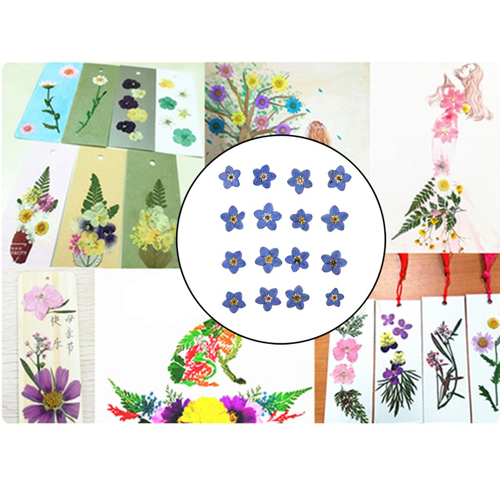 20pcs Natural Dried Flowers Forget Me Not for DIY Phone Case Resin Ornament