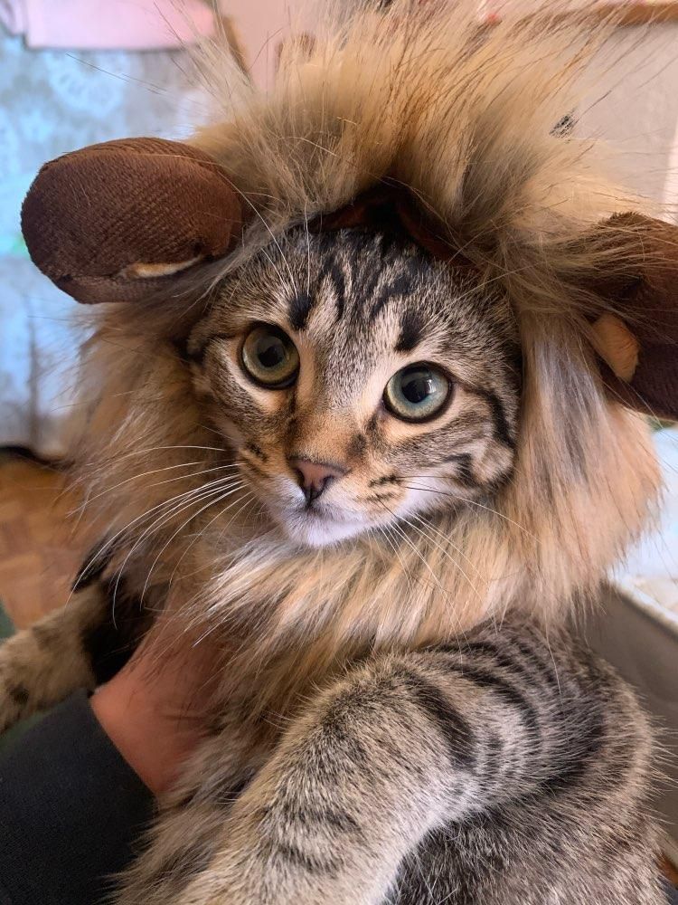 Funny Cute Pet Cat Costume Lion Mane Wig Cap Hat For Cat Dog Halloween
Christmas Clothes Fancy Dress With Ears Pet Clothes
