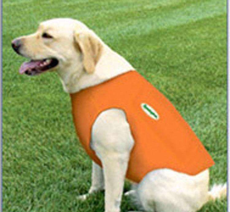 small dog life vest