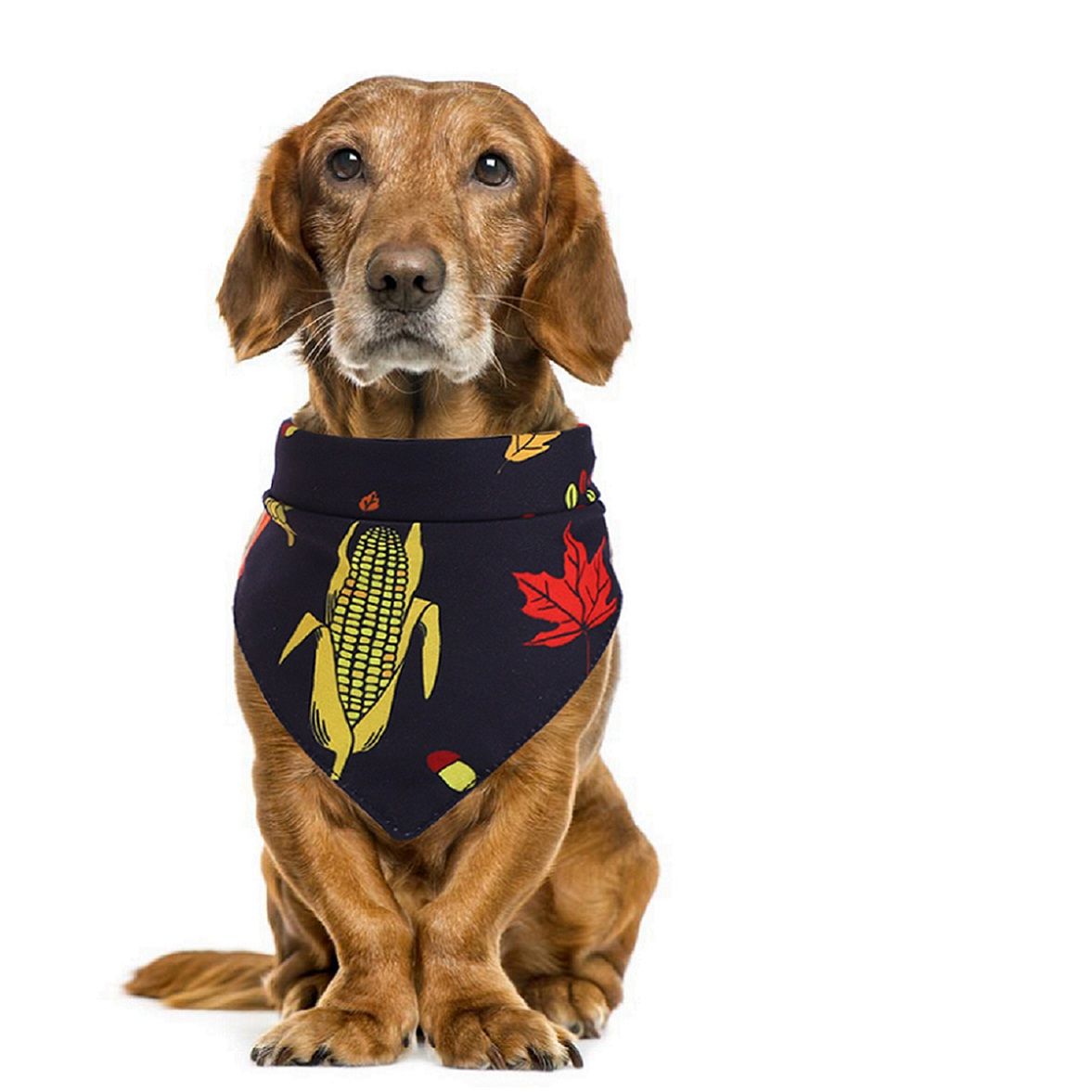 Why Is My Dog Wobbling And Falling Over