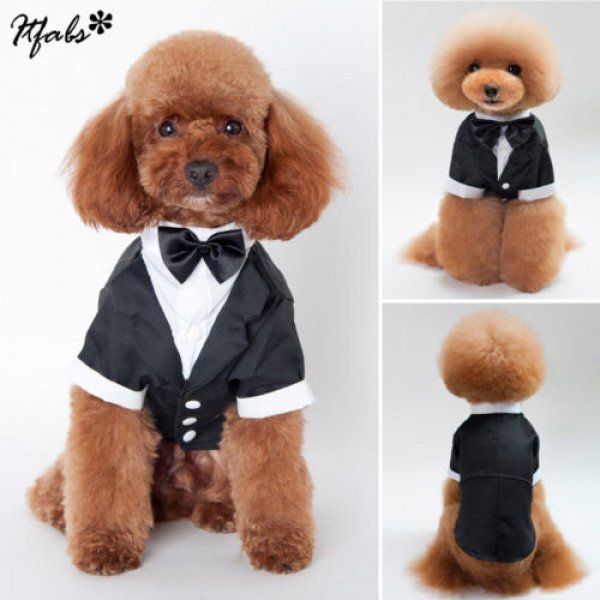 puppy tuxedo outfit