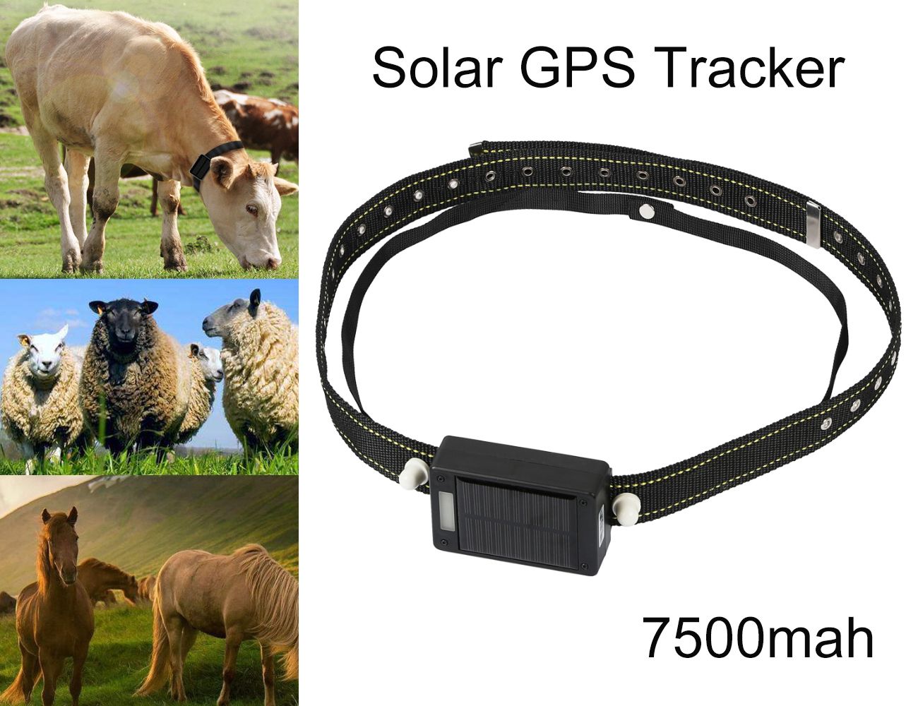 Eliminar baños población Localizador GPS 10000mAh De La Energía Solar De Carga IP67 A Prueba De Agua Ganado Vaca Oveja Caballo Dromedario De Dispositivos De Seguimiento Al Aire Libre Mascota Localizador Localizar Aplicación Gratuita De Eliminar baños población Localizador GPS 10000mAh De La Energía Solar De Carga IP67 A Prueba De Agua Ganado Vaca Oveja Caballo Dromedario De Dispositivos De Seguimiento Al Aire Libre Mascota Localizador Localizar Aplicación Gratuita De