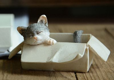 Boîte chat gris
