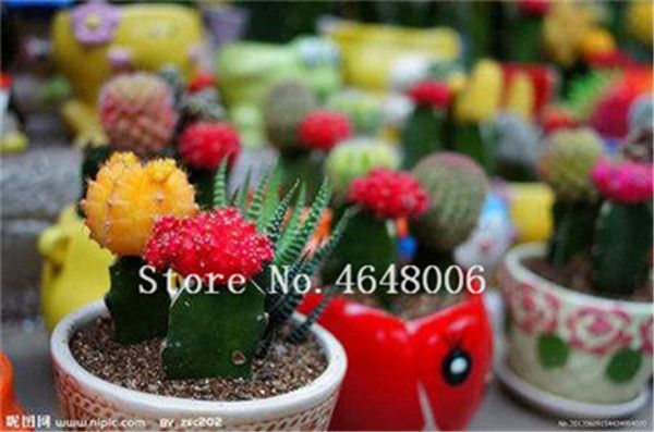 100 PCS Seeds Mini Succulent Cactus Bonsai Rare Perennial Herb Plants Garden New 