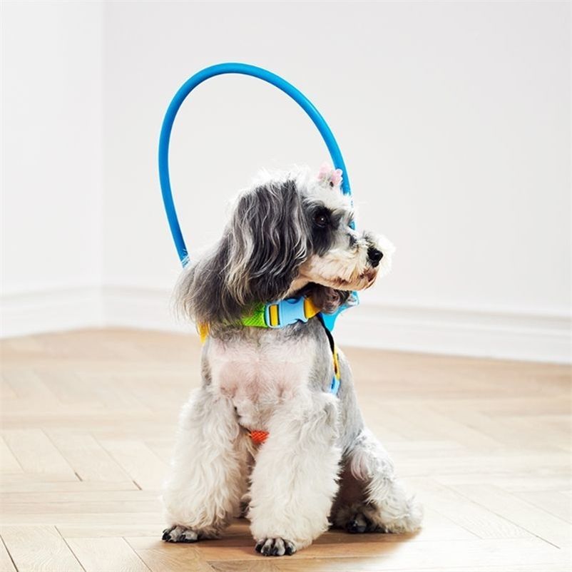 Un perro ciego puede caminar tranquilo gracias al ingenioso invento de su  familiar que evita los golpes | Schnauzi.com