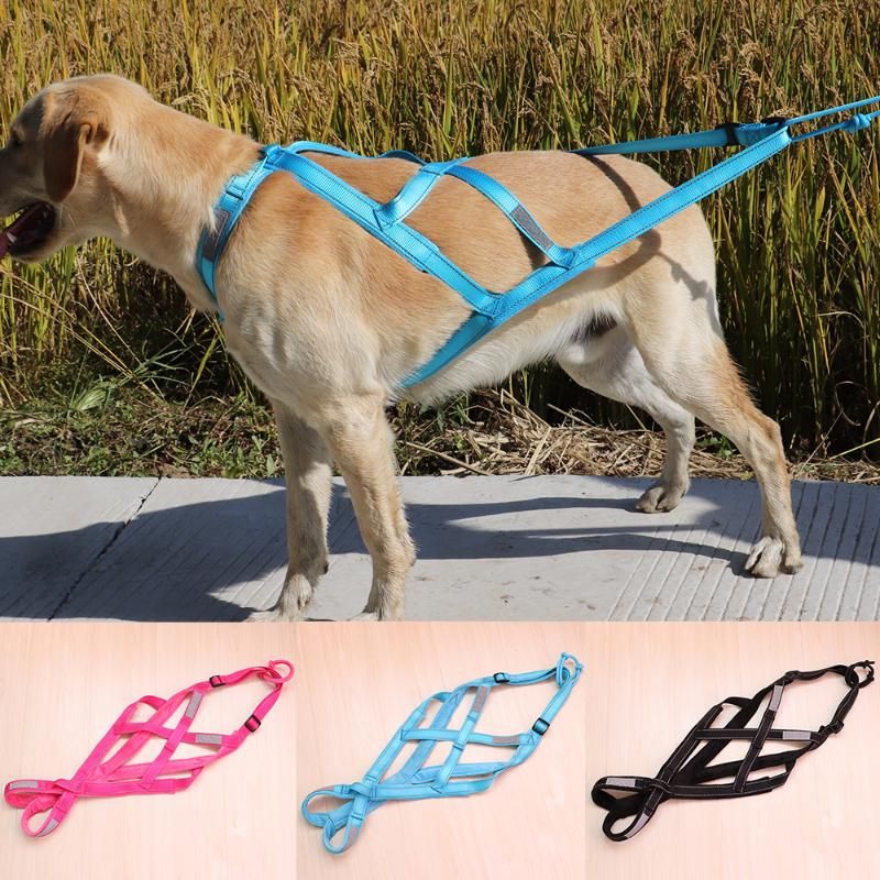 mushing harness