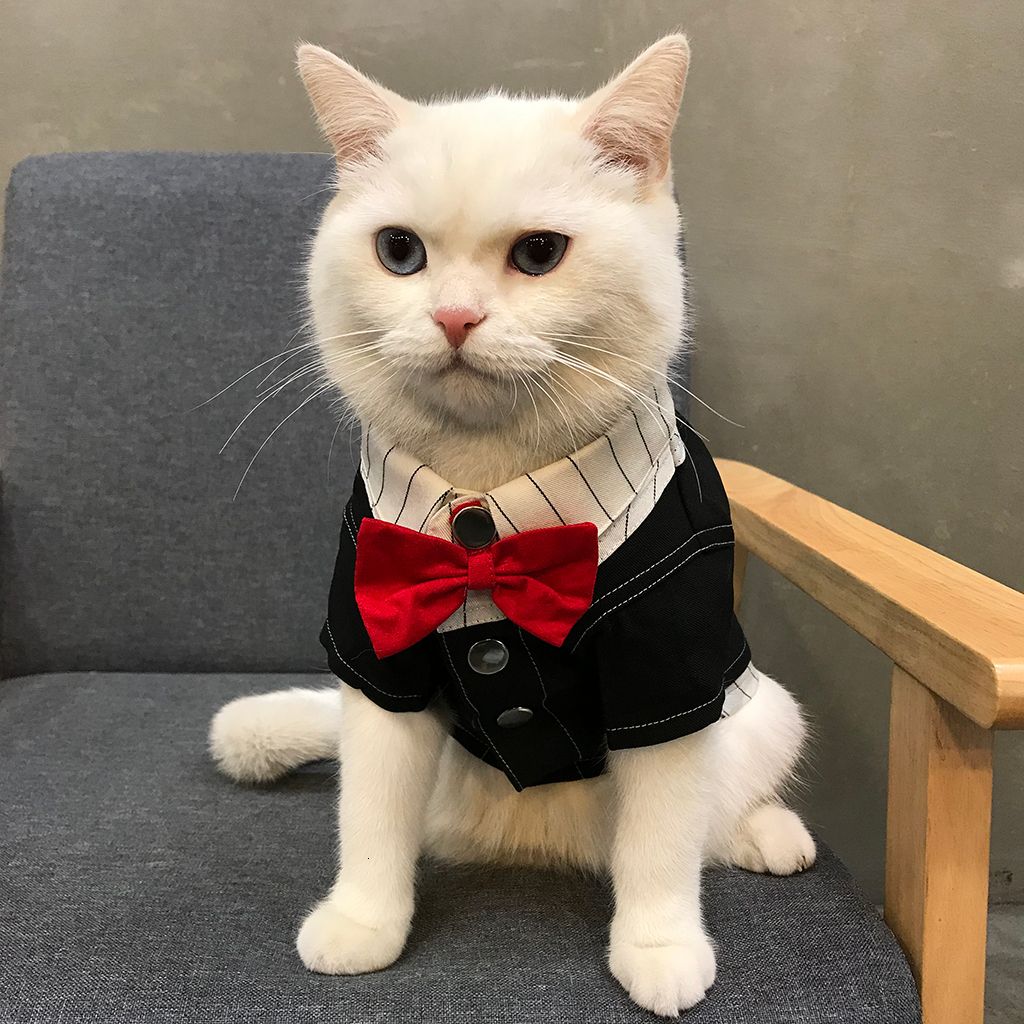 En Iyi Kopek Giyim Sonbahar Pet Bebek Kis Elbise Ingilizce Kisa Mavi Sac Kaniti Erkek Kedi Yakisikli Uveg Fiyatlariyla Dhgate Com