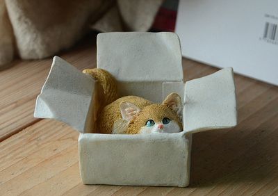 Box Cat jaune