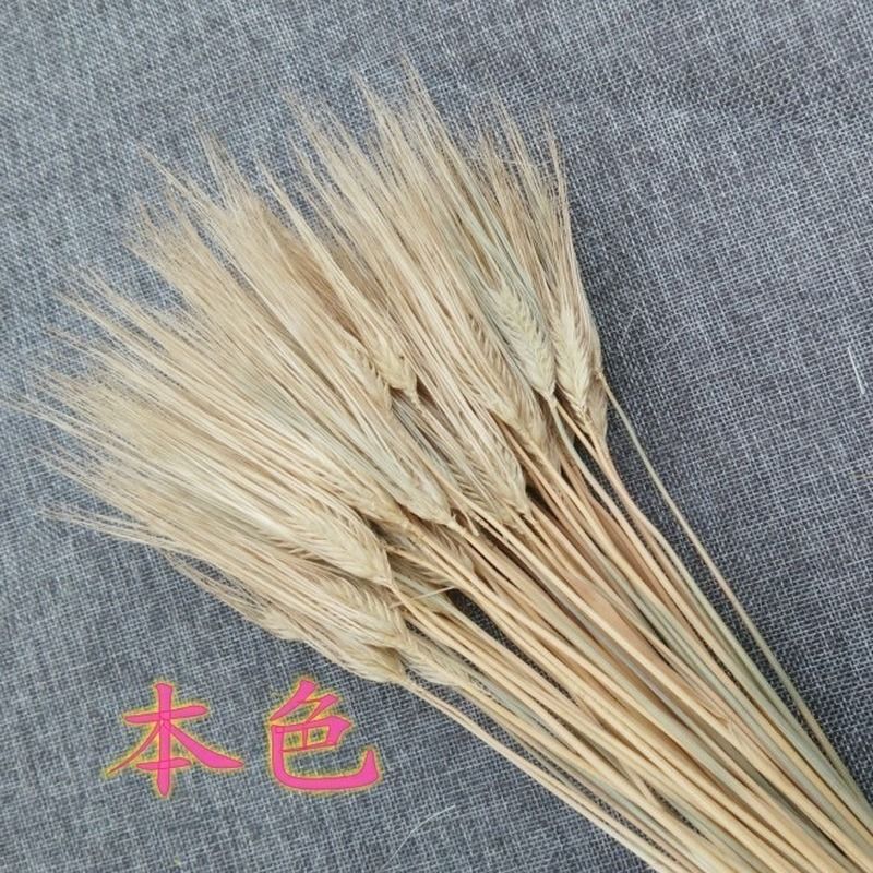 Yuans Damai-100pcs