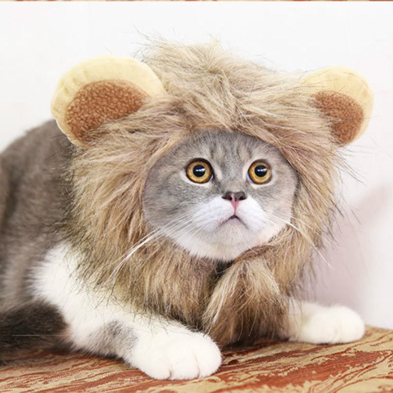 Cats In Lion Costumes