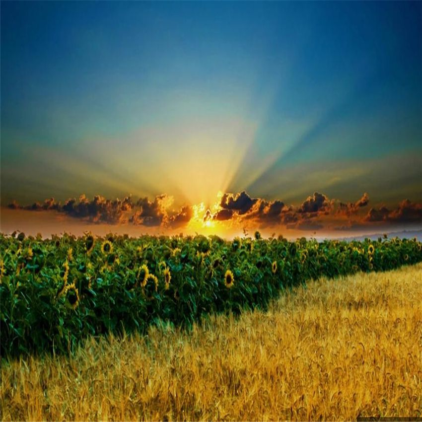 Hermoso paisaje Fondos de pantalla Girasoles Fondos de pantalla Campos de trigo en la puesta de sol Pastoral Pintura de aceite TV Fondo de pared Hermoso paisaje Fondos de pantalla Girasoles Fondos de pantalla Campos de trigo en la puesta de sol Pastoral Pintura de aceite TV Fondo de pared
