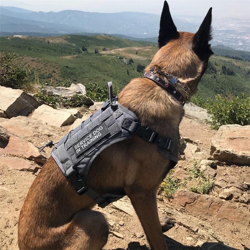 En Iyi Kalite Taktik Pet Kopek Kosum K9 Calisma Kopek Yaka Yelek Kolu Ile Kopek Tasma Lead Egitim Orta Buyuk Kopekler Icin Alman Coban 201028 Ucuz Fiyata Online Dhgate Com