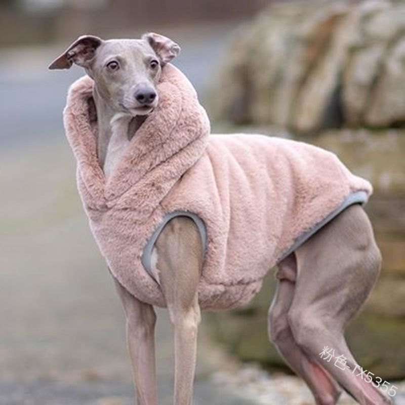 Why Do Greyhounds Wear Two Collars